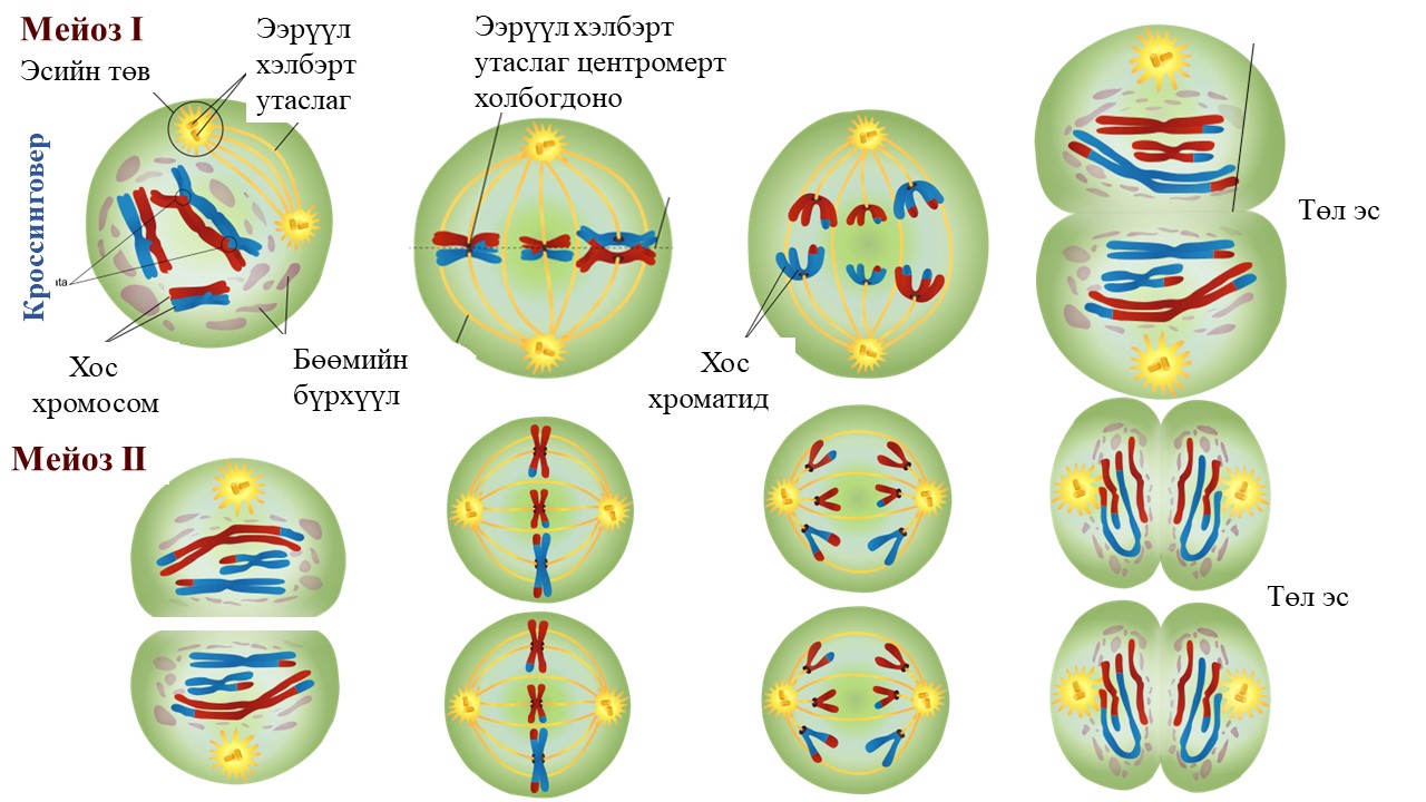 Мэдлээ | Цахим контент